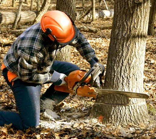 Tree Removal in Rileyville, VA